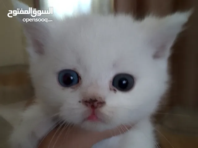 قطط سكوتش و شيرازي سكوتش فولد لعب