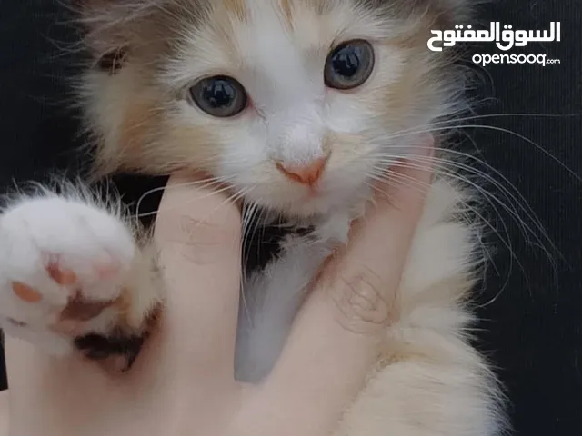 قطه انثى مع ولادها