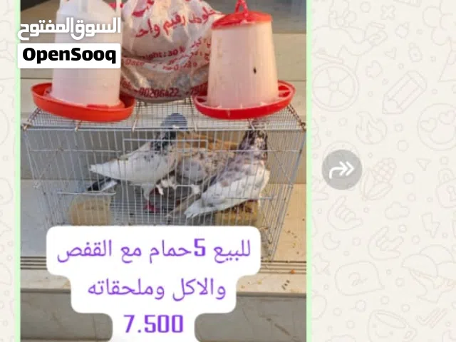 بيع حمام 7.500