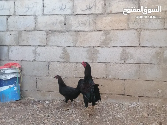 ديك بندوق باكستاني جاجه بلدي.... فيه سبعه حبات حمام بلدي سعرهن لحالهن سعر حمام 9 سعر حاجات 16