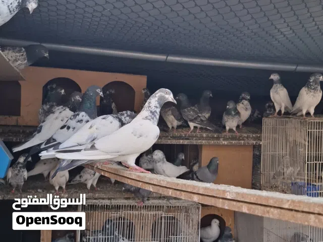High Flyer Pakistani Pigeon Available For Sale.