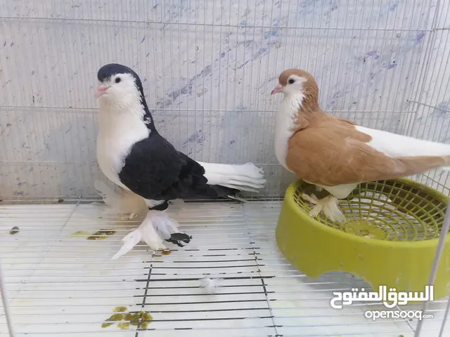 زوجين بطريقيات وزوج كنكات