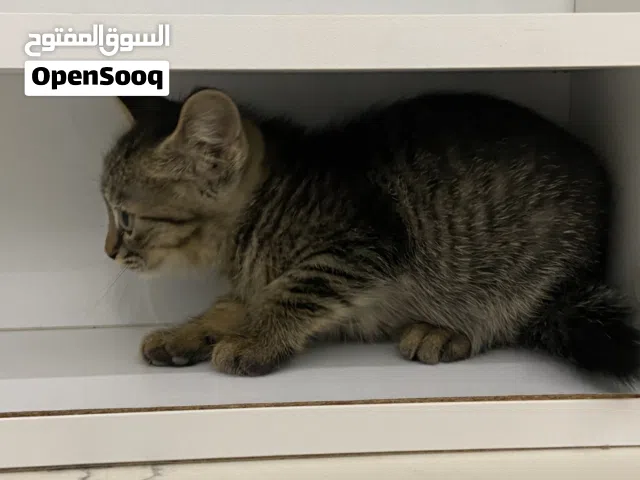 Persion kitten