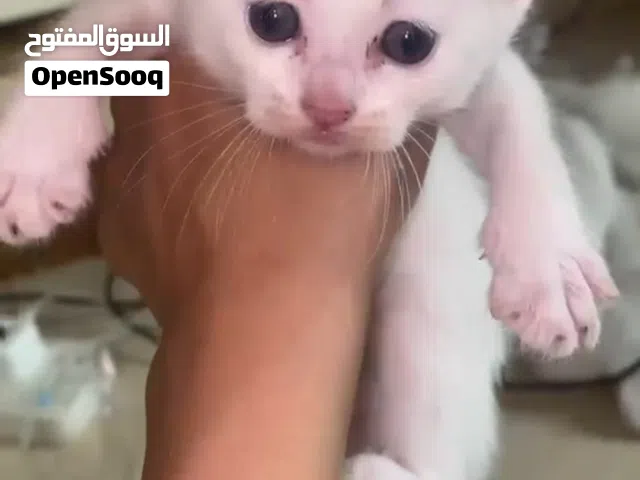 قط ابيض انجورا صغير