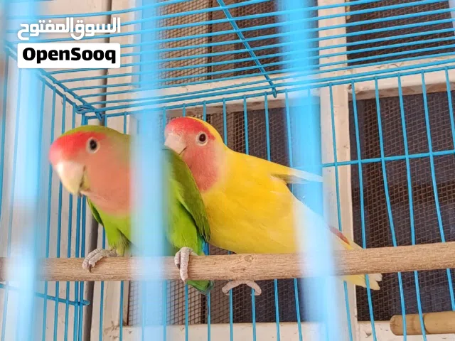 زوج روز مع بياضه وقفص ما يعضن