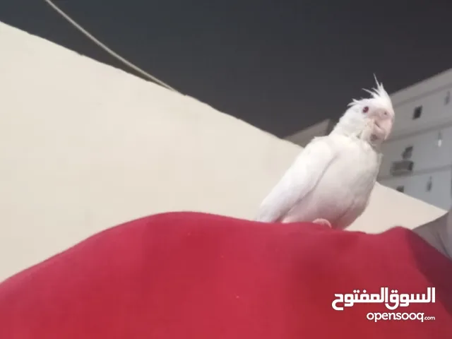 كروان لايفوتكم عشاق الهددد الخارجي اعرض لكم هدد داخلي وخارجي كروان الابينو هولدي عيون حمره