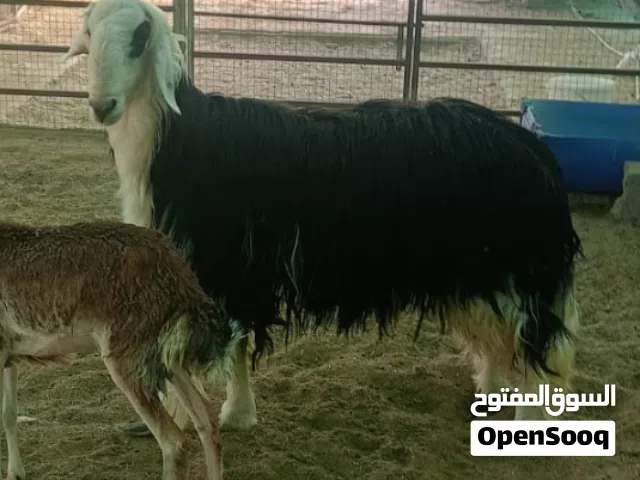 كبش نجدي بيور