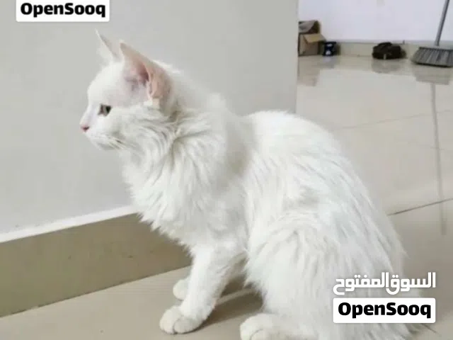 قطه سكوتش فود عمره 7شهور لطيفه