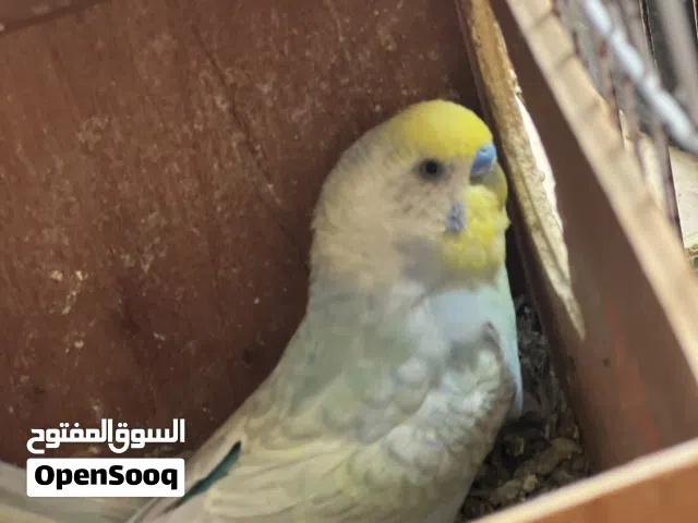 اقرا الوصف