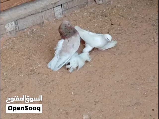 كوبيا مصوقرة