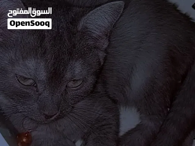 قط سكوتش (عمر 5 شهور)