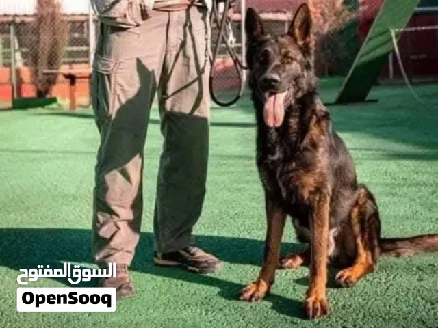 التدريب ليس أوامر فقط... بل بناء شخصية قوية لكلبك.