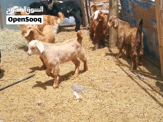 للبيع جدايه من حلال الجواميد