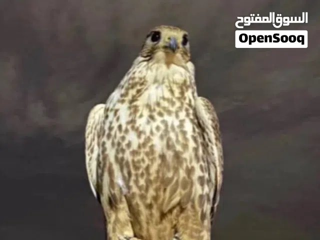 مطلوب اكس ار  للبيع نضيف