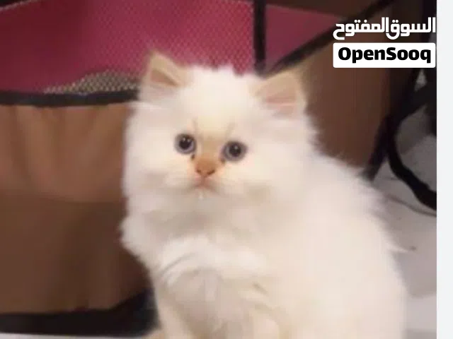 مطلوب قطة نوع هملايا للتبني