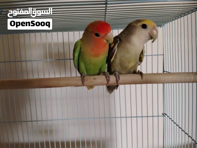 زوج روز للبيع مع القفص