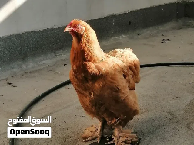 للبيع دجاج برهاما كولدن