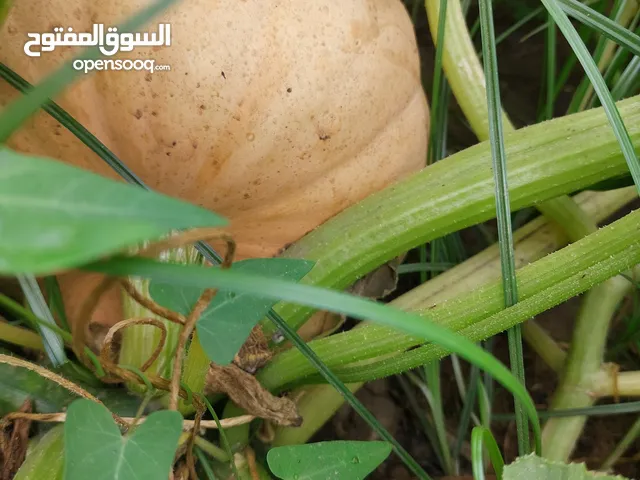 يقطين صنف عمه السلطان اوزان تبدأ من 2كيلو وحتي 4 كيلو تقريبا