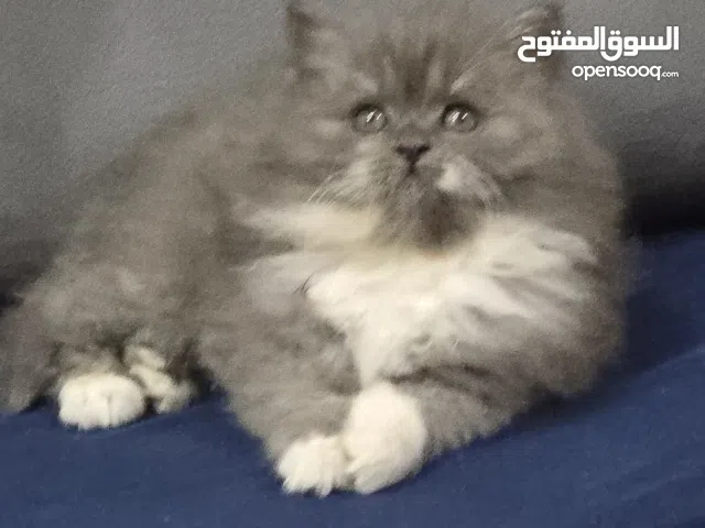 قطه انثى شيرازي دارك شوكلت