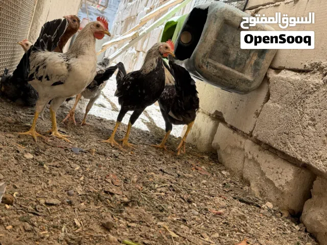 دجاج عرب سعر التك 15