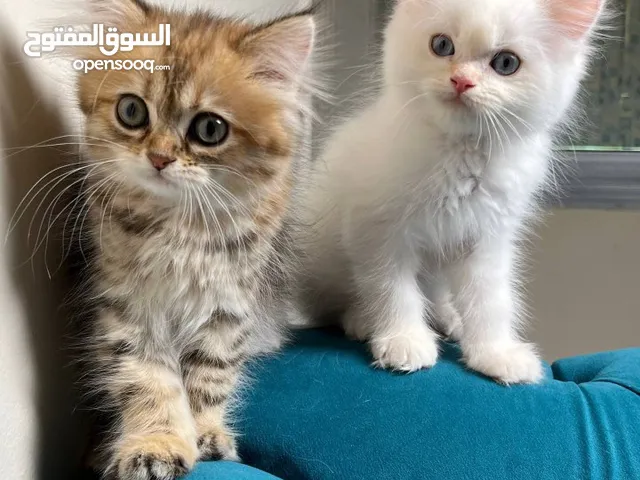 بيعه مستعجله