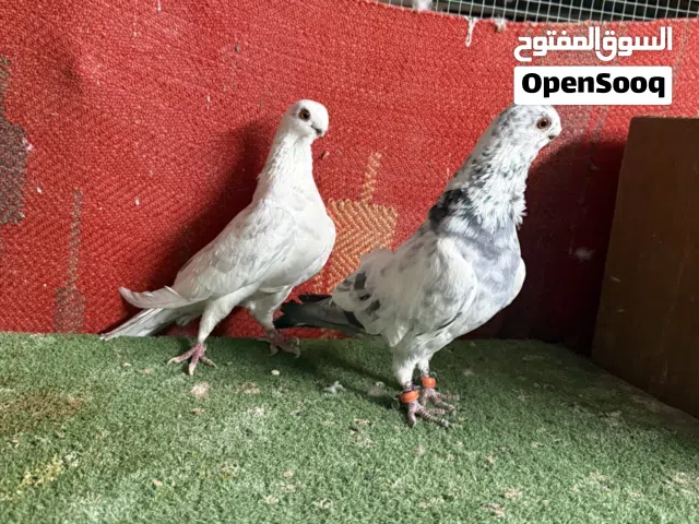 جواز حمام للبيع