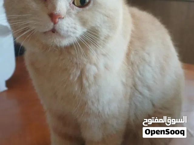ذكر للتبني صحته ممتازة