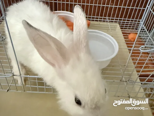 ارنب ابيض متعافي