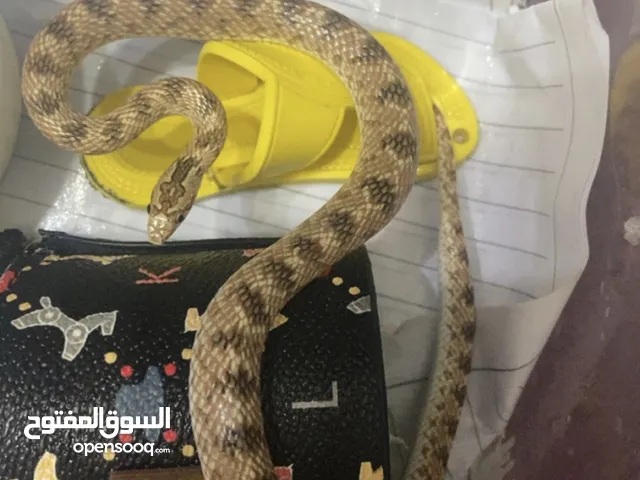 حية النوع البسباس حامل