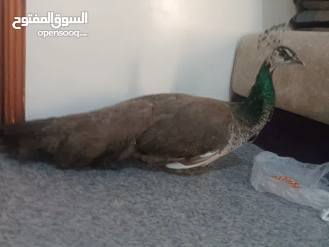 انثى طاووس هندي بعمر سنتين