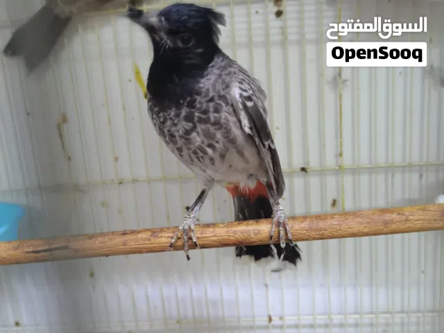 للبيع زوج بلابل كشميري سوبر جامبو
