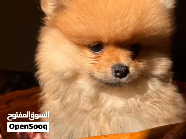 جراوي مني بومارينين للبيع