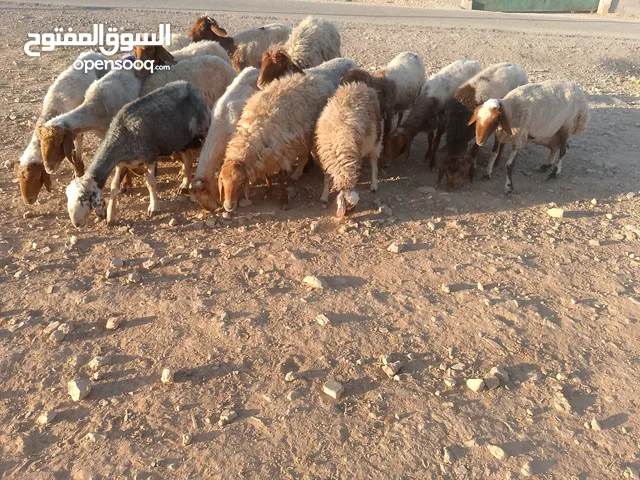 بلدي نفس الصور بالضبط عقائق ومناسبات ونذر اوزان 20 ل30 لحم صافي