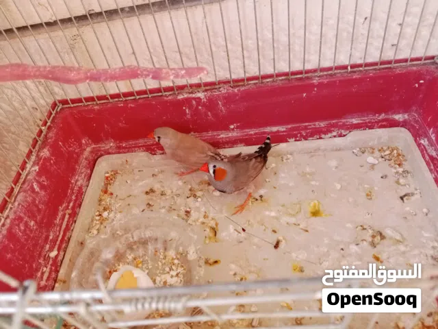 عصافير جنه
