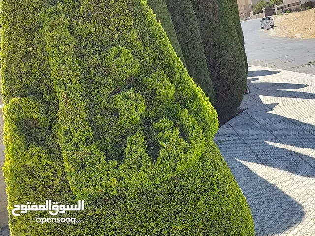 بستنجي// تنسيق الحدائق المنزلية