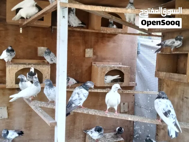 pigeons many variety available 100+ quantity