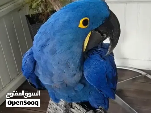 Blue Macaw Parrots