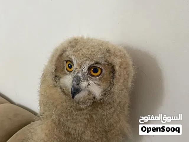 بومه العمر شهرين متعلم واليف