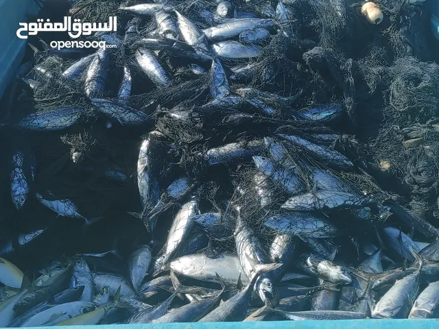 للبيع ليخ ضلعه 8 قطع هدب 6 رغب 8 الطول 200