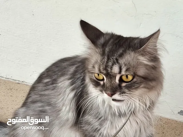 قط مفقود في عالي