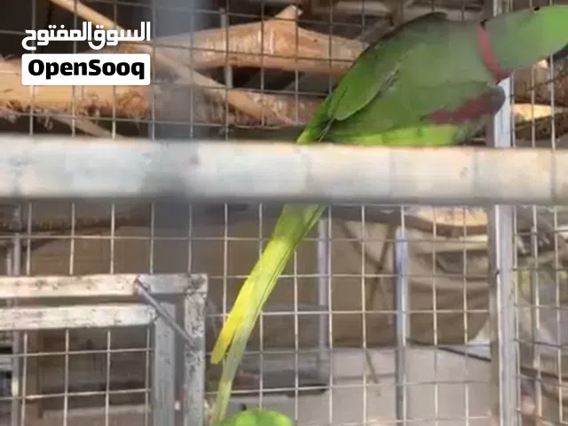 زوج ببغاء نيبالي جاهز للانتاج