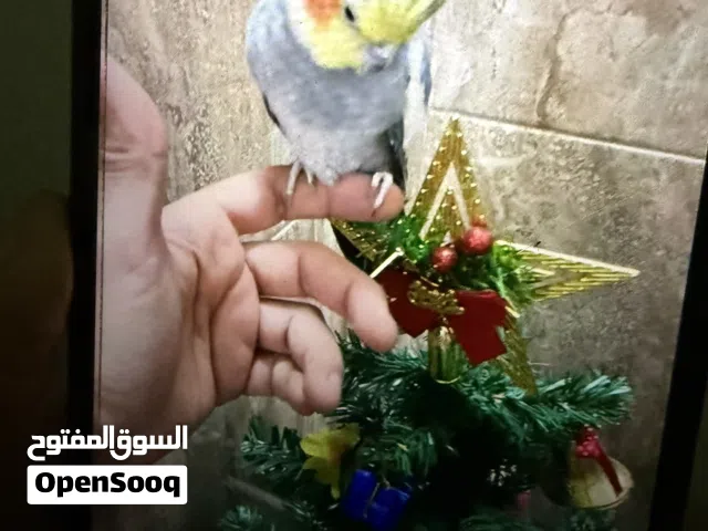 عمارة تجارية 200م قرب كراج القديم