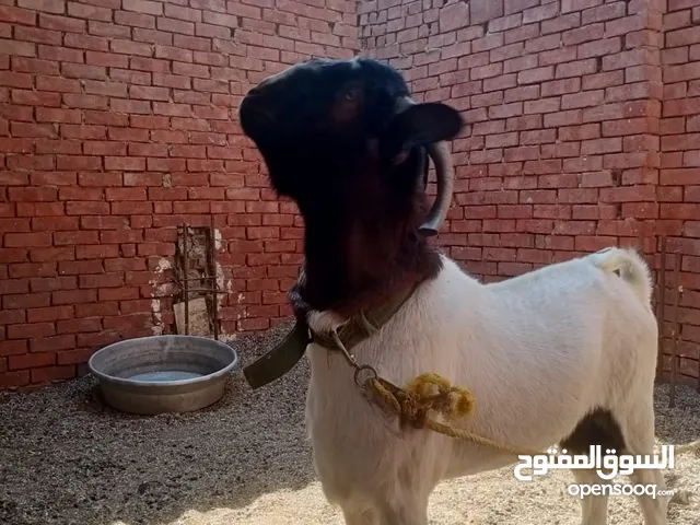 جدى طلوقة بور مواصفات جيدة عمر سنتين ونص