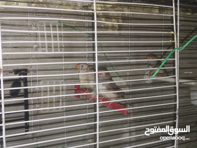 موجود عصفير جنه جوز معو فرخ و جوز فرخه كبير مش البيع جوز يلي معو الفرخ 6د الجوز 4د
