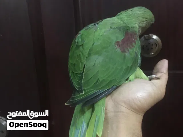 اجمل بغبغان درة للتدريب علي الكلام