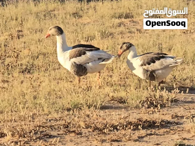 كوبية وز ذكر و أنتي