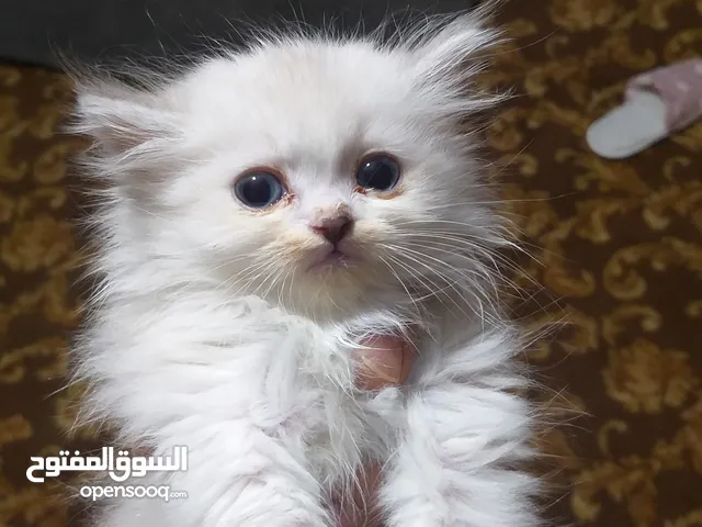 قط بيرتش عمر شهرين هادئ وحنون