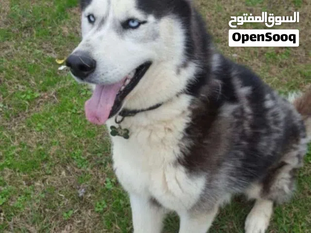 هاسكي 2 الي 3 شهور ذكار وسعر اقل من 3 الف دينار