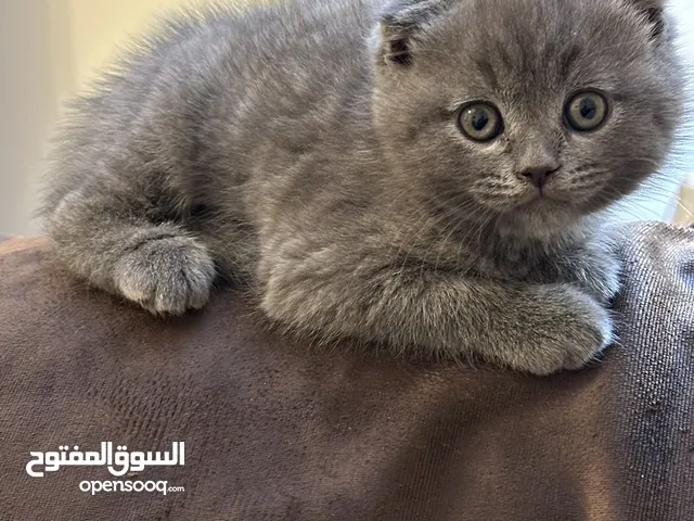 مش بس وسيمين... هاديين وما بطلبوا مصروف كبير ، سكوتش فولد – 3 قطط للبيع العمر شهرين
