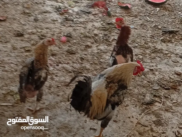 فرختين وديك